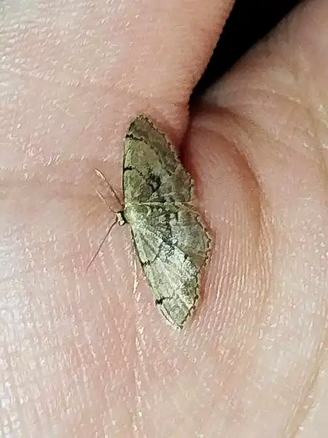 Idaea laevigata - sötétfoltos apróaraszoló