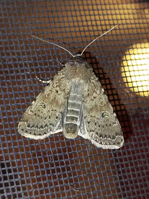 Rhyacia simulans - hamvas földibagoly