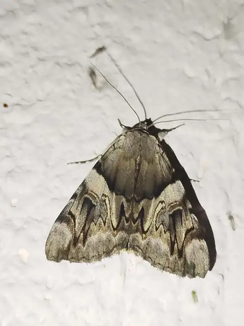 Catocala fulminea - galagonya-övesbagoly