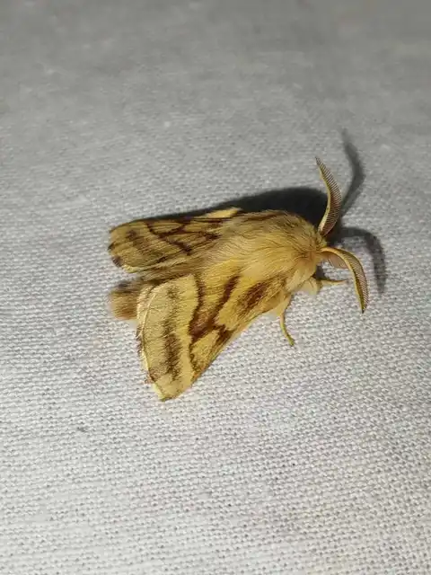 Malacosoma castrensis - kutyatejszövő
