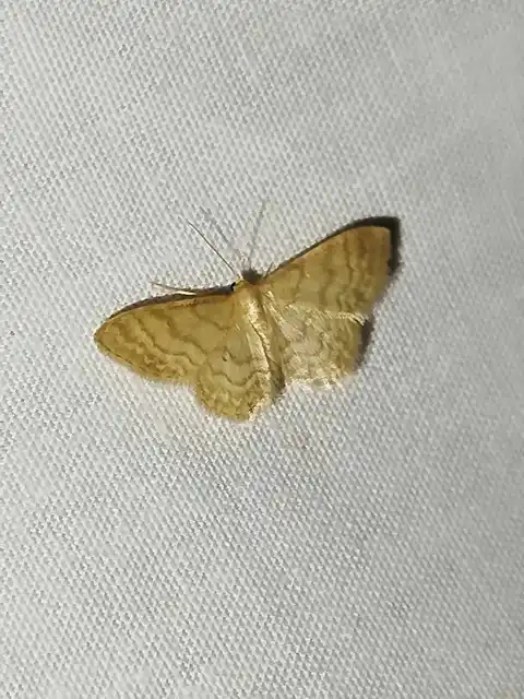 Idaea dilutaria - napvirág-apróaraszoló
