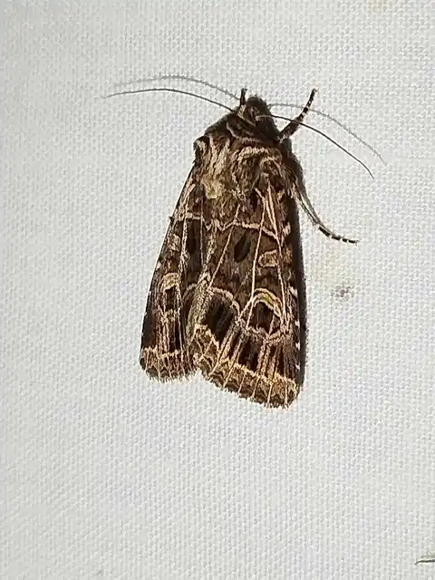 Heliophobus reticulata - fehéreres kertibagoly