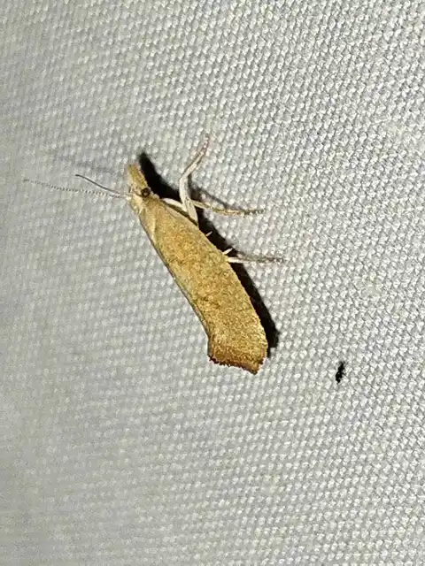 Ypsolopha alpella - okkersárga tarkamoly