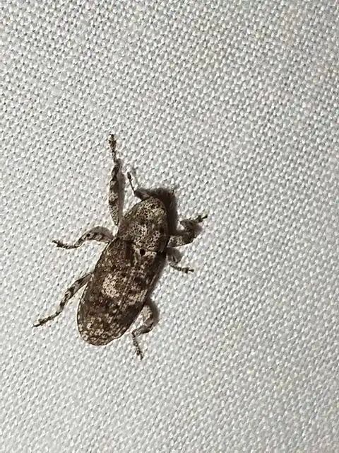 Gasterocercus depressirostris - laposorrú ormányos