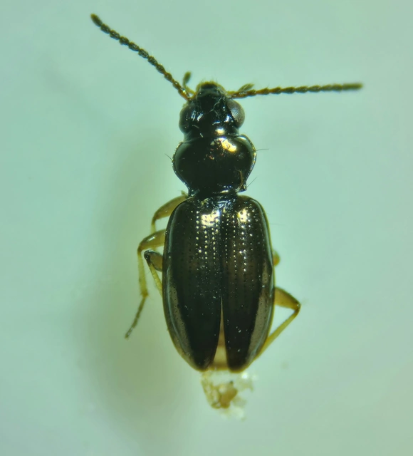 Bembidion lampros - erdei gyorsfutó