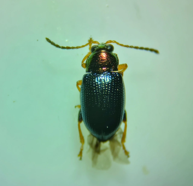 Crepidodera aurata - ékes fűz-földibolha