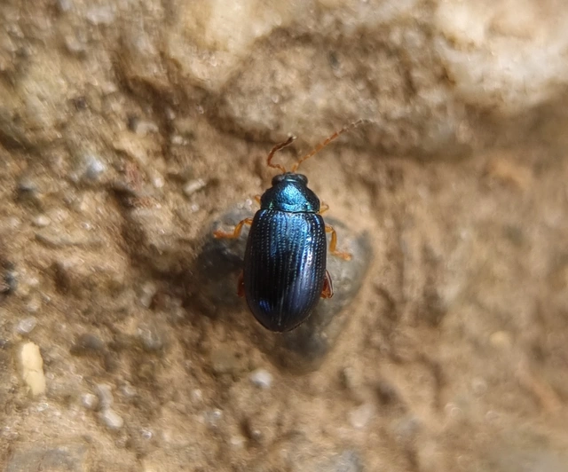 Crepidodera