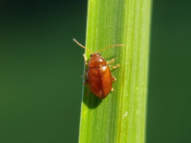 Neocrepidodera