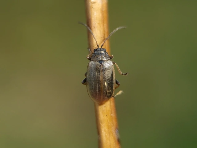 Lochmaea caprea - kecskefűz olajosbogár