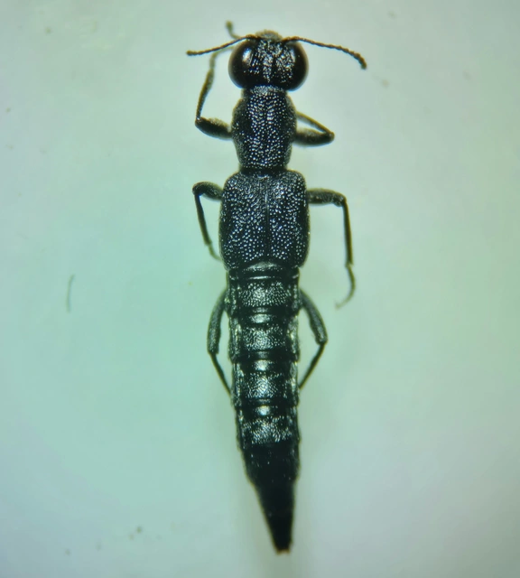 Stenus binotatus - szélestalpú szemesholyva