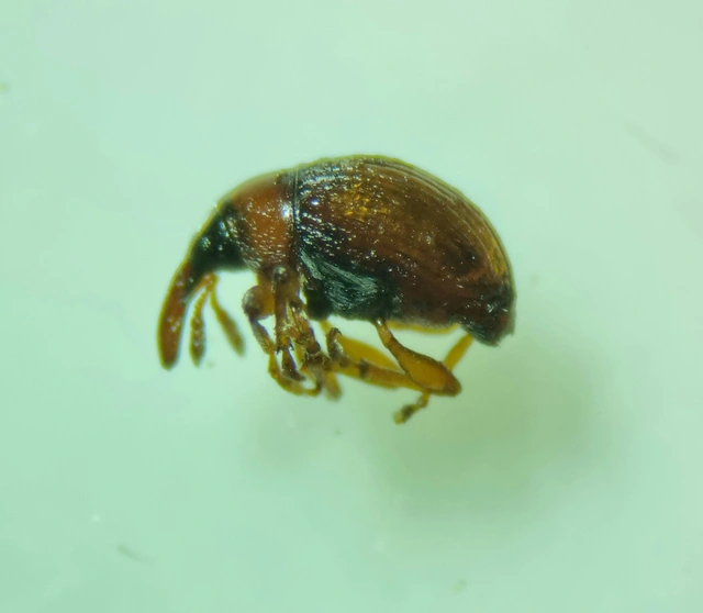 Nanophyes marmoratus - simacombú füzényormányos