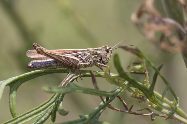 Chorthippus (Glyptobothrus) (subgenus)