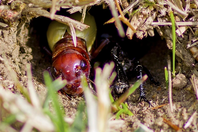 Gryllus campestris - mezei tücsök