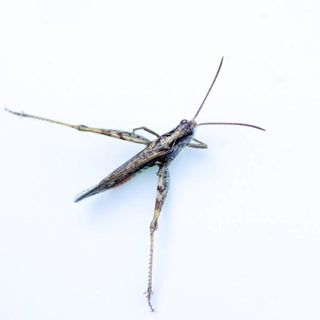 Chorthippus (Glyptobothrus) (subgenus)