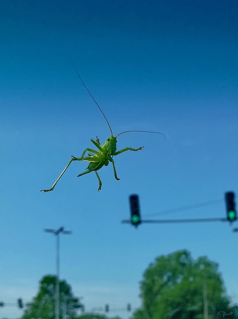 Tettigonia viridissima - zöld lombszöcske