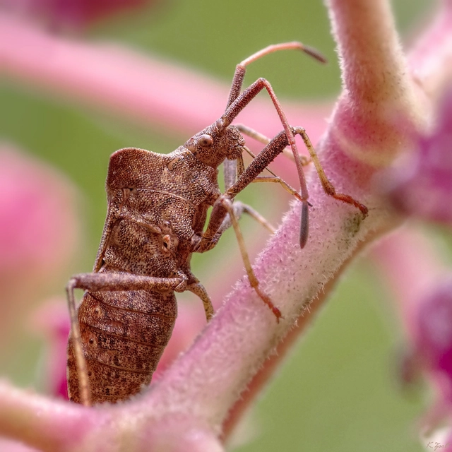 Coreus marginatus - közönséges karimáspoloska