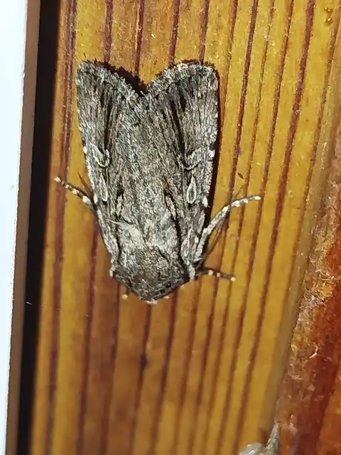 Dichagyris signifera - pompás földibagoly