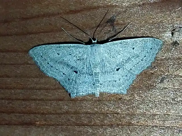 Scopula flaccidaria - alföldi sávosaraszoló