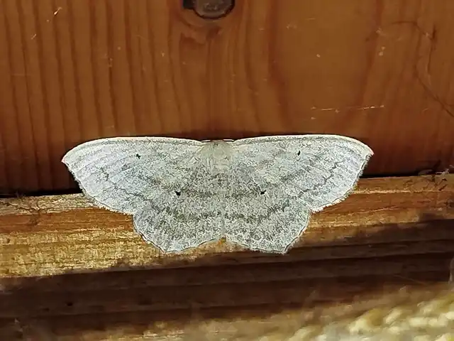 Scopula nigropunctata - feketepettyes araszoló