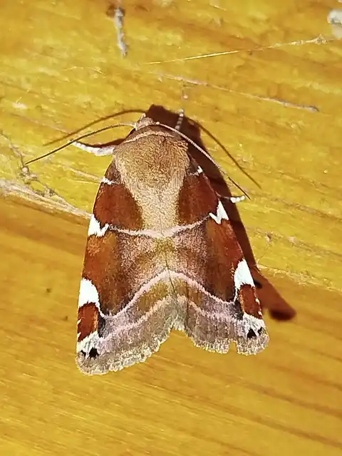 Cosmia diffinis - szilfa-lombbagoly