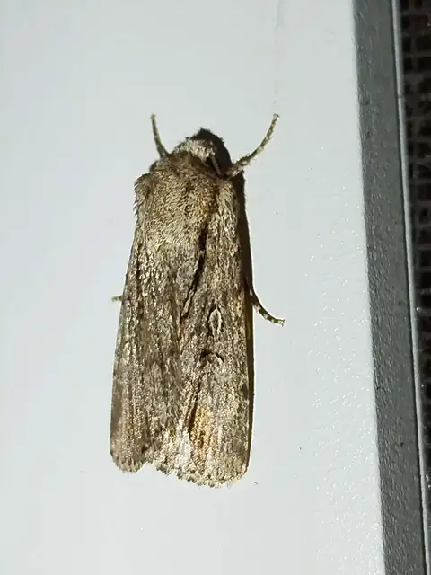 Dichagyris signifera - pompás földibagoly