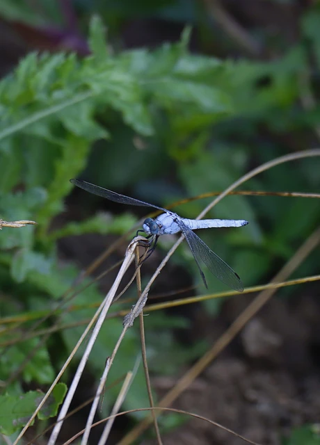 Orthetrum brunneum - pataki pásztorszitakötő