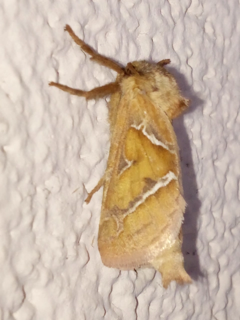 Triodia sylvina - kis gyökérrágólepke