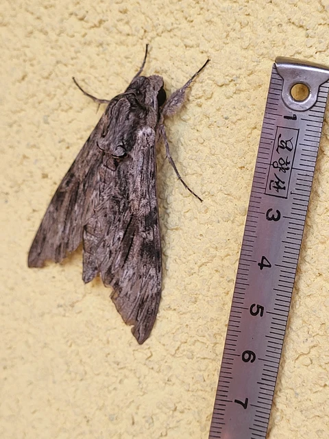 Agrius convolvuli - szulákszender