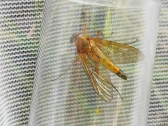 Rhagio