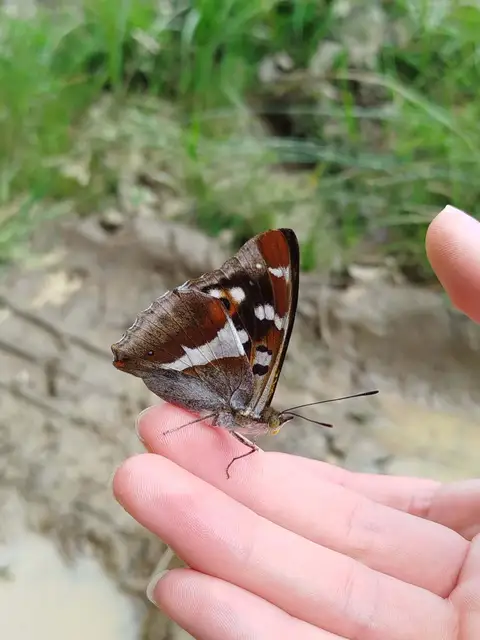 Apatura iris - nagy színjátszólepke