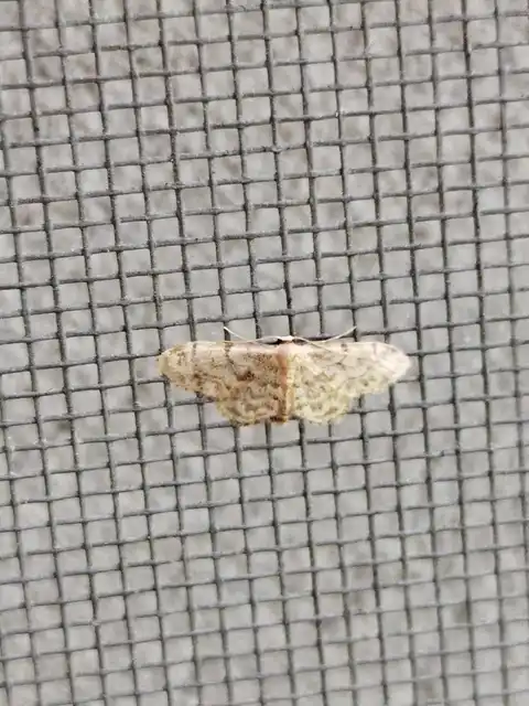 Idaea inquinata - mintás apróaraszoló