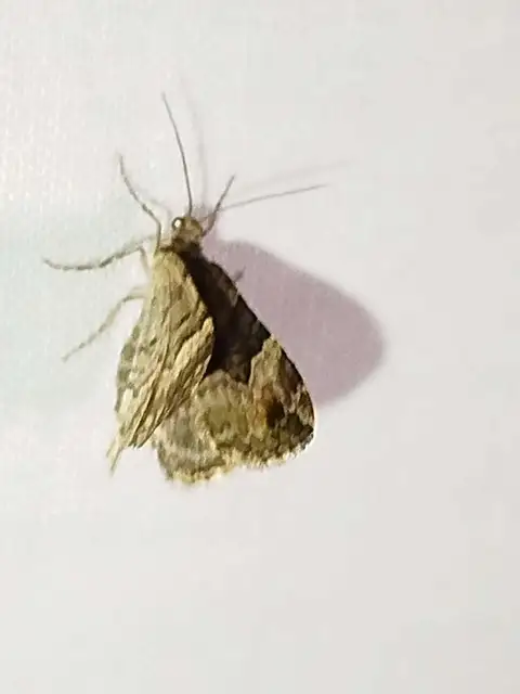 Xanthorhoe biriviata - kétsávos tarkaaraszoló
