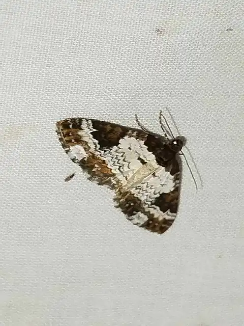 Melanthia procellata - hullámos tarkaaraszoló
