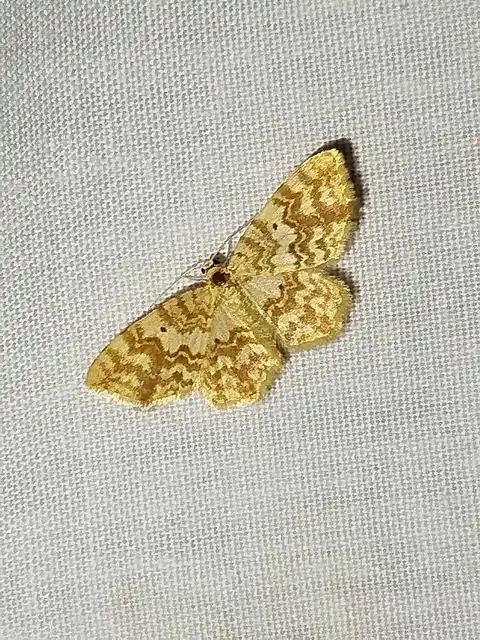 Hydrelia flammeolaria - narancssárga araszoló