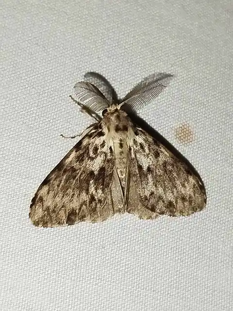 Lymantria monacha - apácalepke