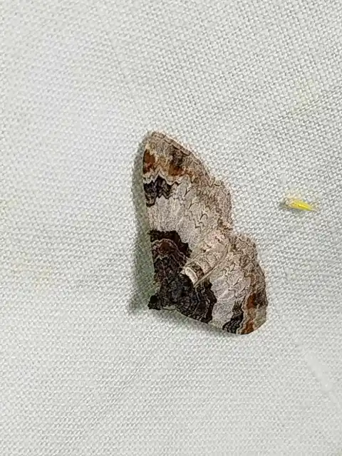 Catarhoe cuculata - csuklyás tarkaaraszoló