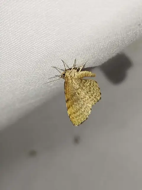 Euchoeca nebulata - barnás égeraraszoló