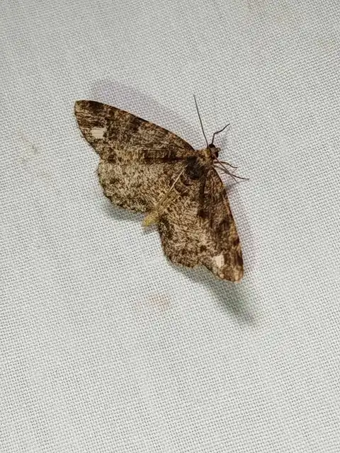 Parectropis similaria - barna zuzmóaraszoló