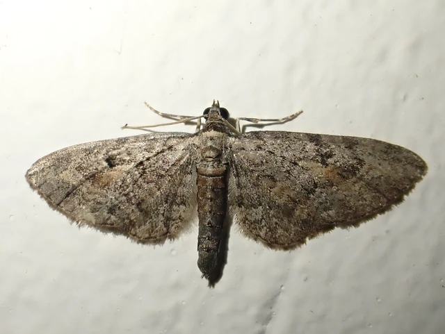 Eupithecia icterata - rozsdafoltos törpearaszoló