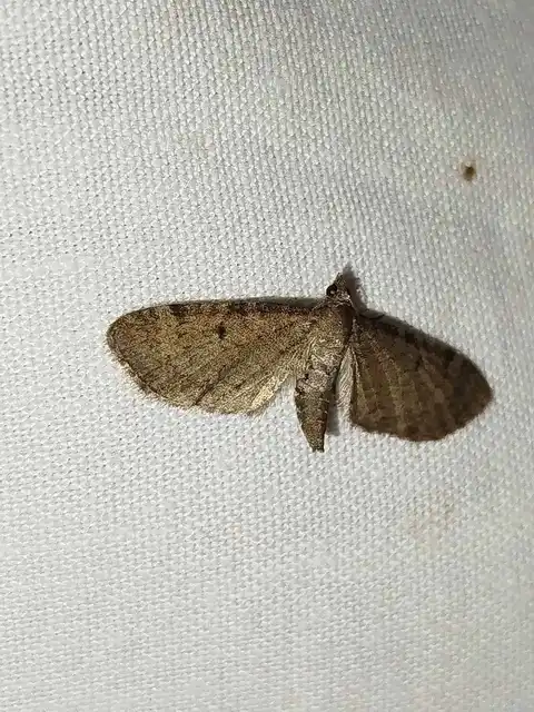 Eupithecia selinata - lápi törpearaszoló
