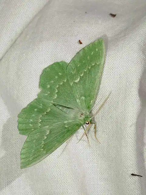 Geometra papilionaria - nagy zöldaraszoló