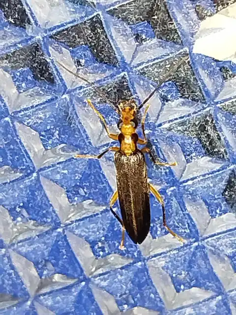 Nacerdes carniolica - karnóliai álcincér