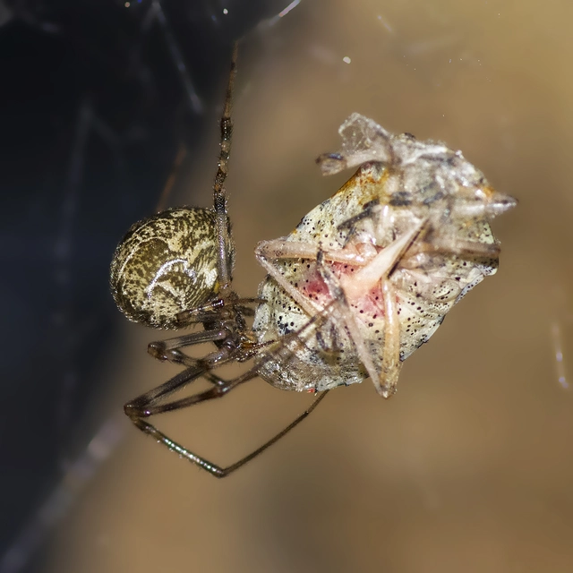 Parasteatoda tepidariorum - üvegházi törpepók