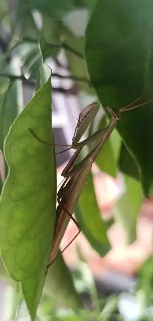 Mantis religiosa - imádkozósáska