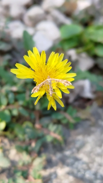 Pterophoridae - tollasmolyfélék