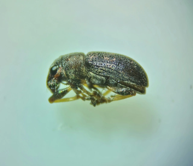 Sitona lateralis - iglice-csipkézőbogár