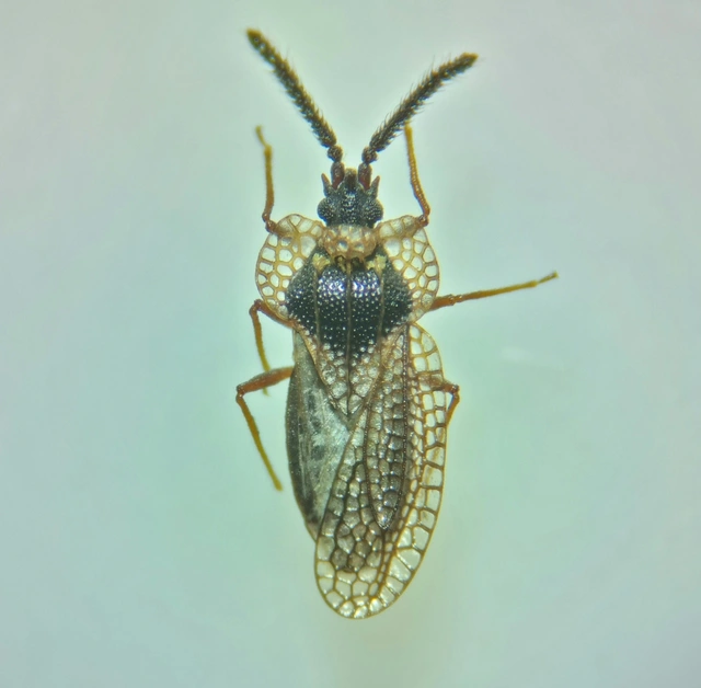 Kalama tricornis - virág-csipkéspoloska Kalama tricornis - virág-csipkéspoloska