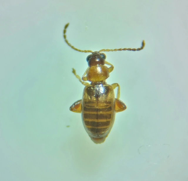 Longitarsus