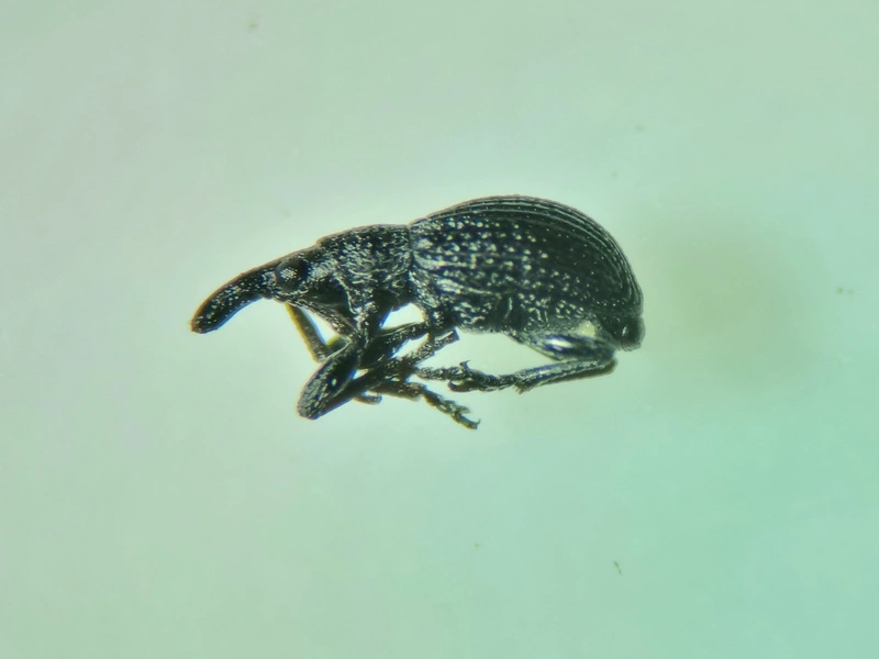 Melanapion minimum - fűz-cickányormányos