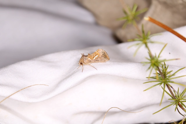 Macdunnoughia confusa - cseppfoltos ezüstbagoly